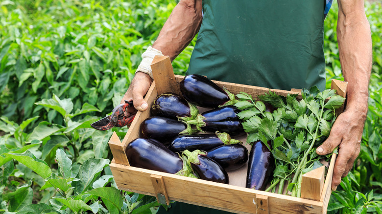 Farmer holding eggplants