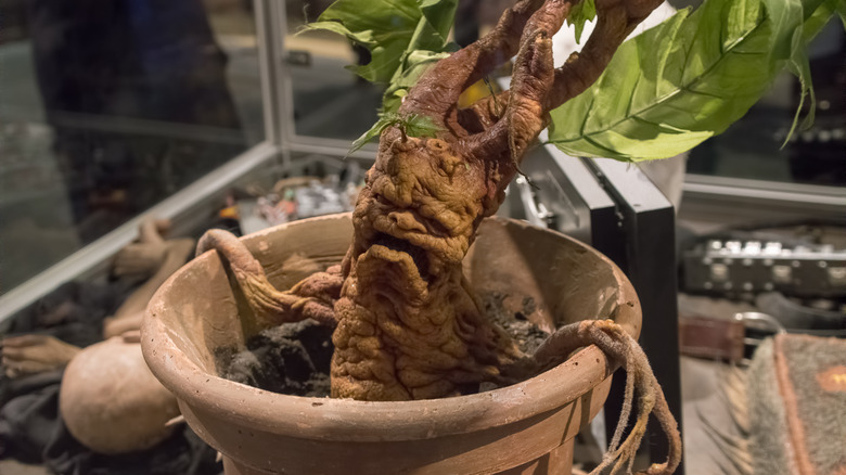 A mandrake from Harry Potter
