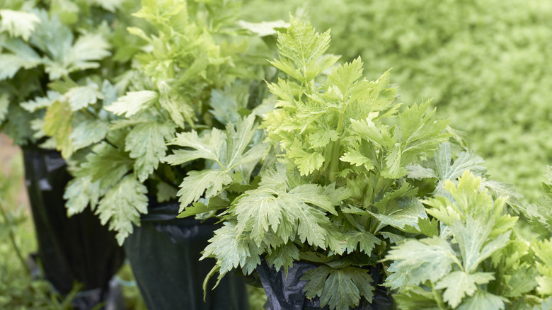 Rows of leafy celery plants