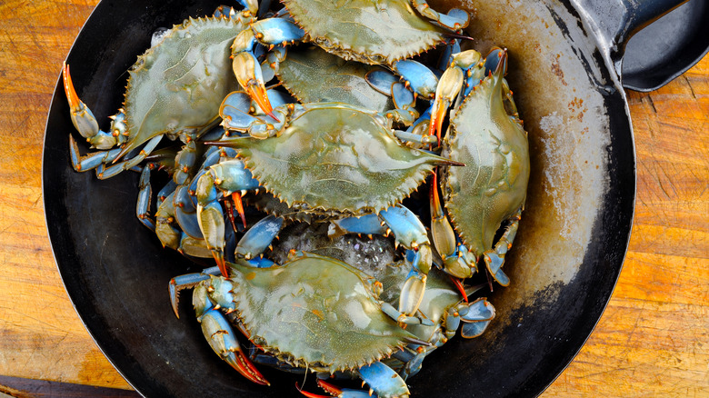 Blue crabs in a pan