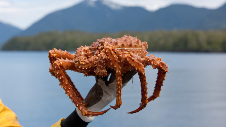 person holding a king crab