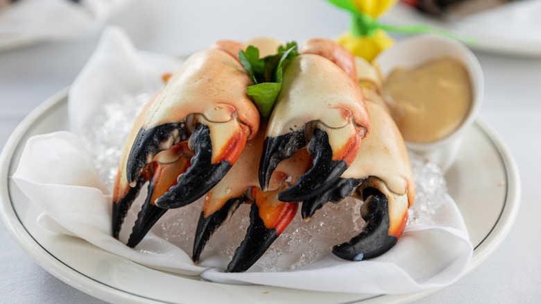 Stone crab claws on ice