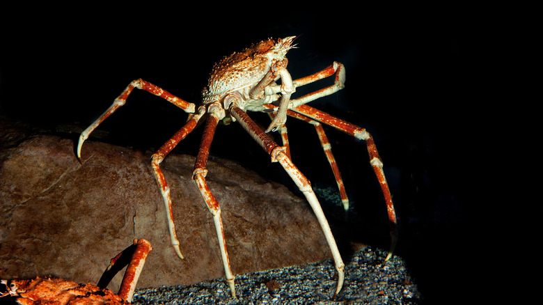 Japanese spider crab under the sea