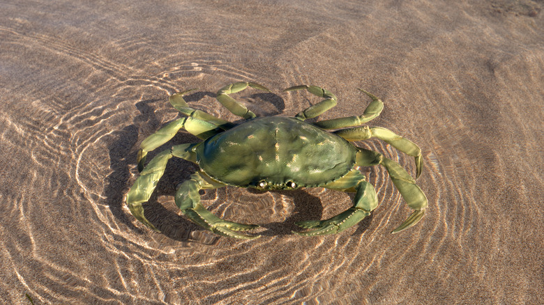 A green crab in shallow water