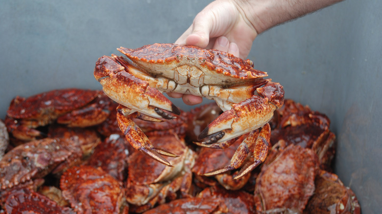 A person holding a peekytoe rock crab over a container of live crabs