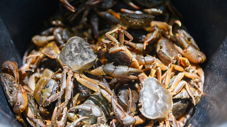 Rock crabs in a bucket