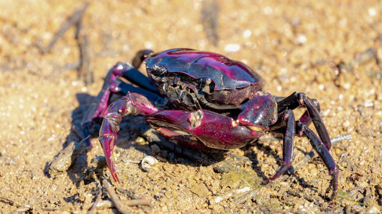 Purple shore crab on the beach