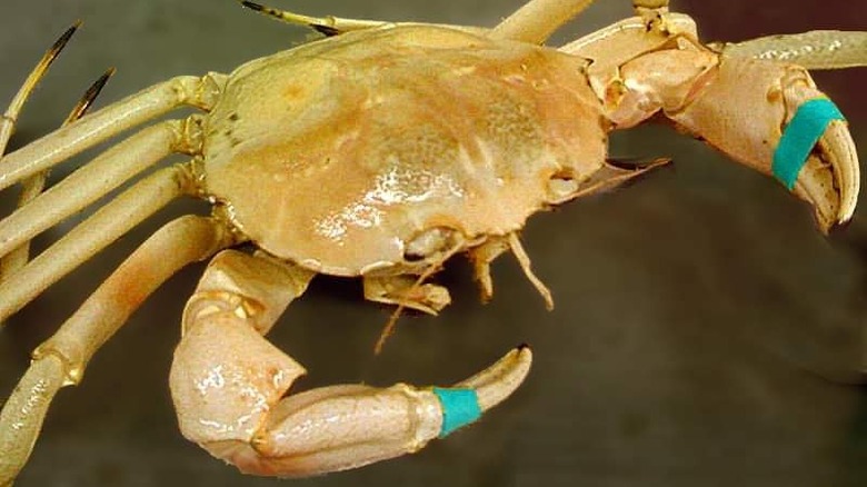 Golden Atlantic crab with bound claws