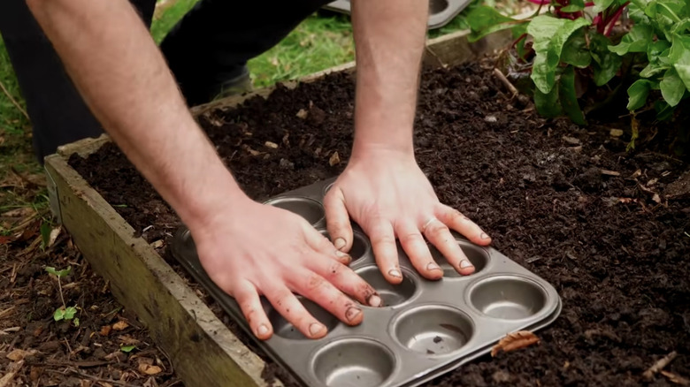 Muffin tin as a gardening spacer