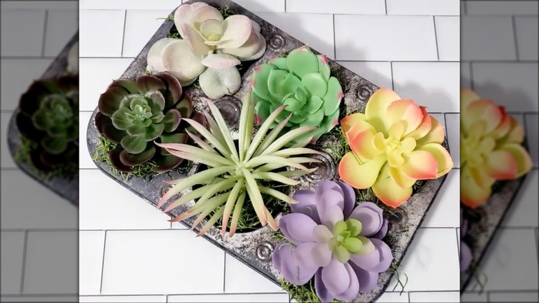 Muffin tin of succulent plants