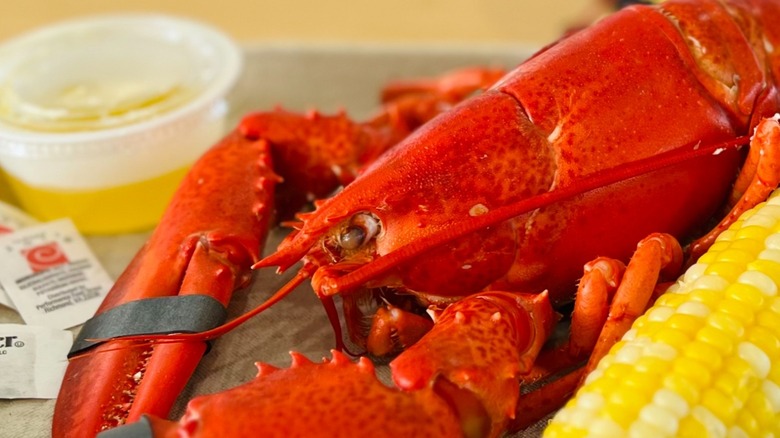 Close up of steamed lobster with corn cob and melted butter