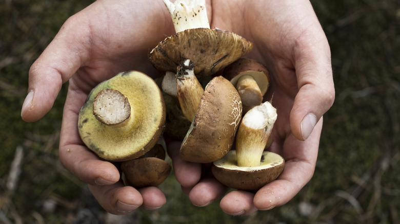 close up of two hands holding a selection of foraged mushrooms