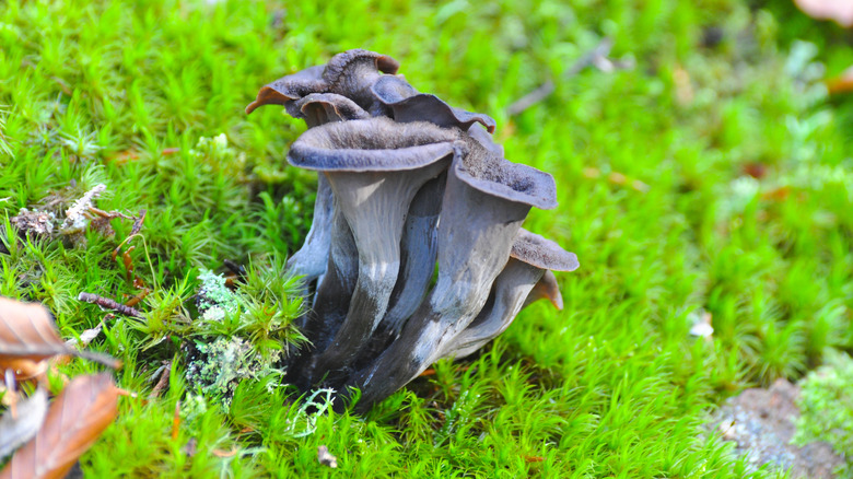 A cluster of black trumpet mushrooms growing in the wild