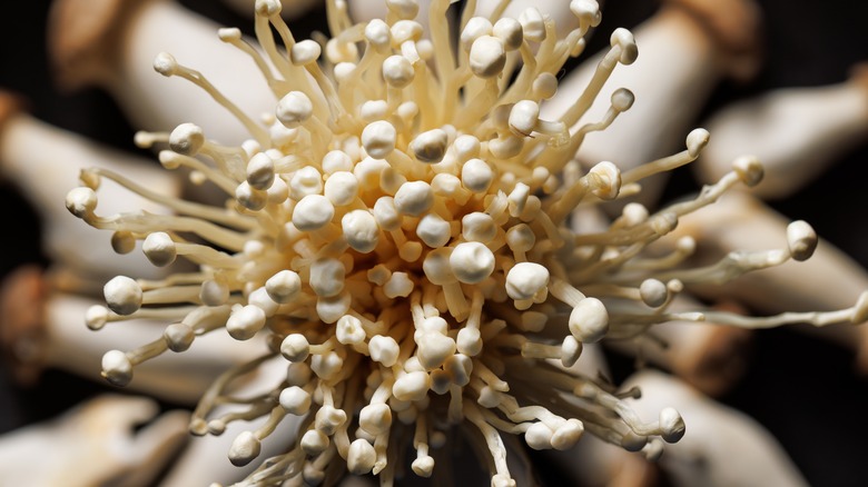 Close up of a bunch of enoki mushrooms