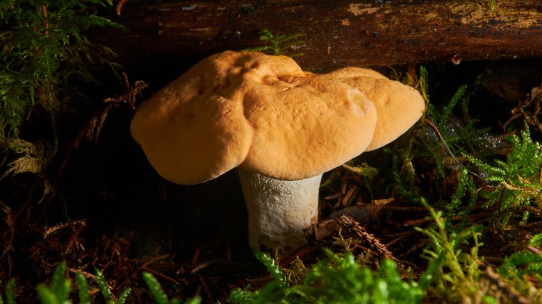 A hedgehog mushroom growing in the wild