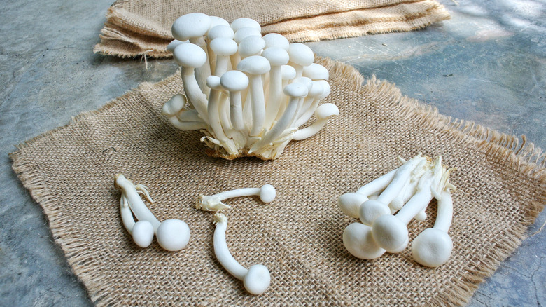 Clusters of white hon shimeji mushrooms on a piece of hessian fabric