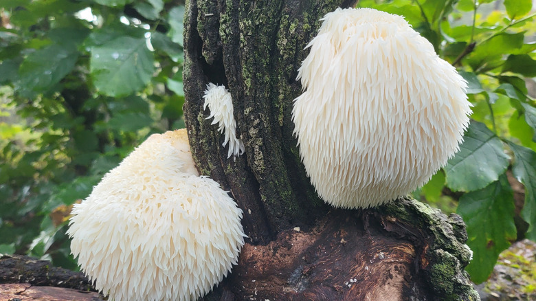 Two lion's mane mushrooms growing on the side of a tree