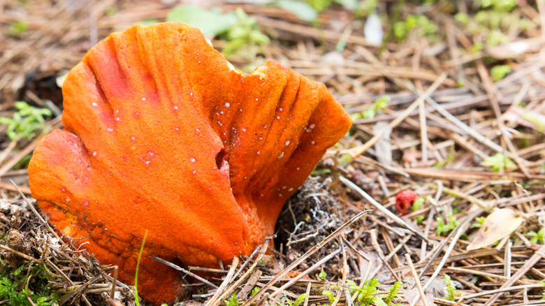 Bright orange lobster mushroom growing wild in the forest