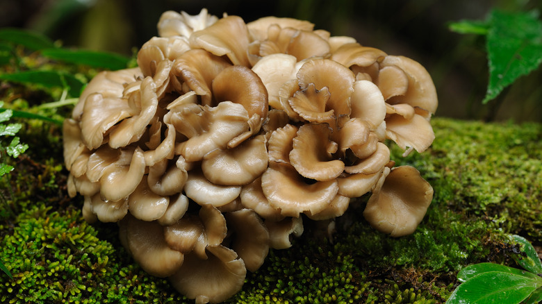 Close up of maitake mushrooms growing in the wild