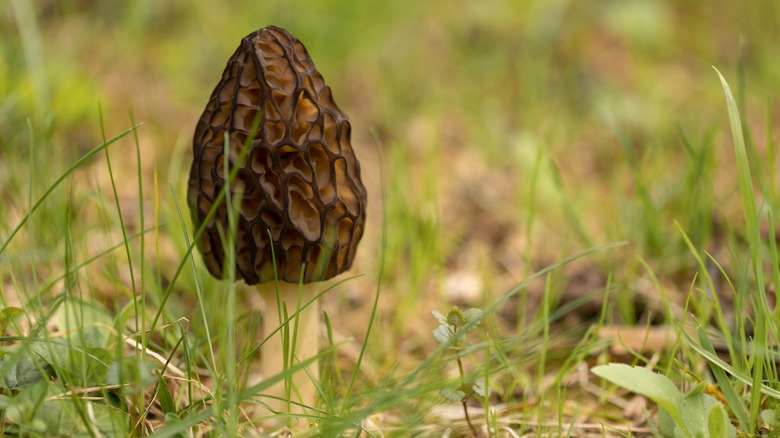 A single morel mushroom growing in a green meadow