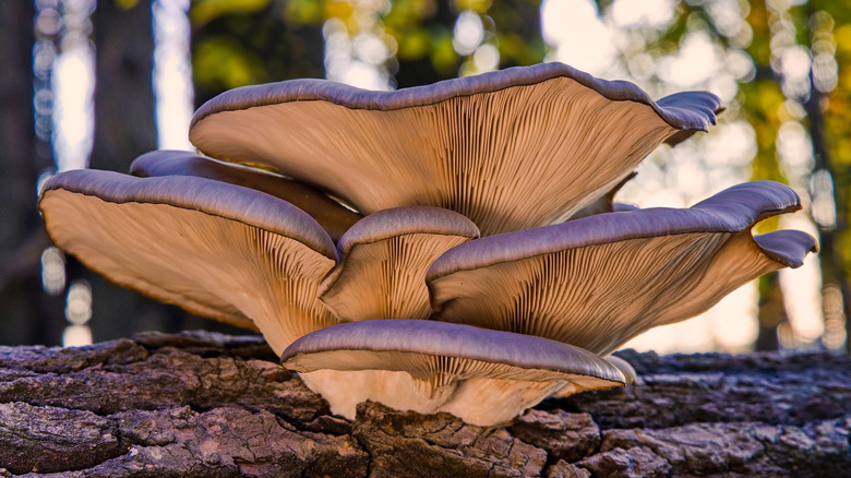 A cluster of blue-grey oyster mushrooms growing on a tree trunk