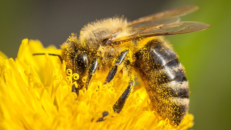 close-up of a honey bee, covered in pollen, on top of a vivid yellow flower