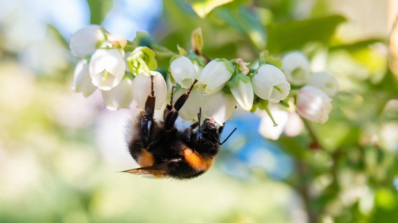 close-up of a bumblebee collecting nectar from white blueberry flowers