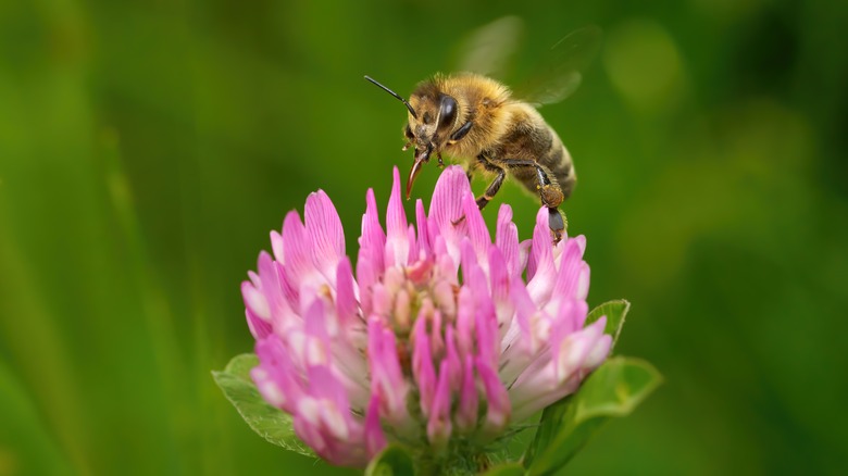 a bee hovering over a pink clover flower