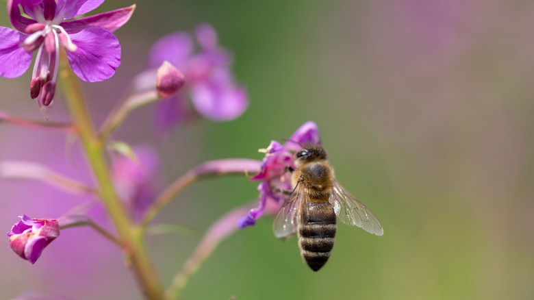 a bee gathering nectar from a pink fireweed flower