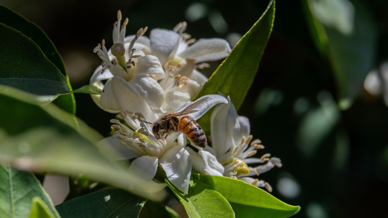 a honey bee on an orange blossom tree flower