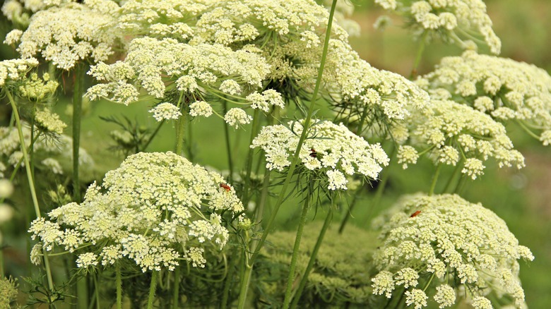 a close-up of carrot flowers