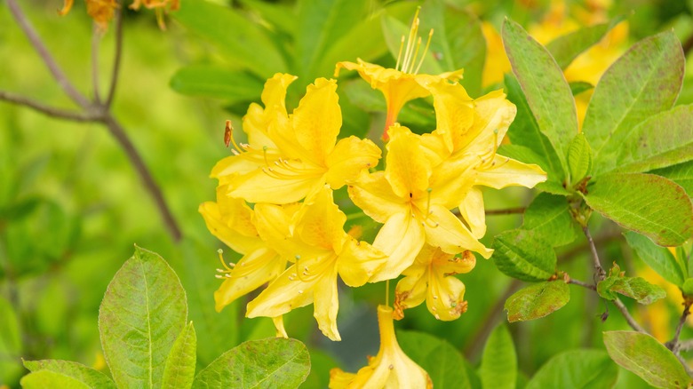 Close up of a head of yellow Rhododendron luteum flowers