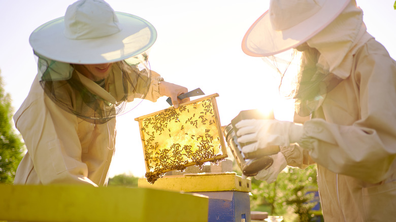 two beekeepers wearing protective clothing lifting frames out of a hive