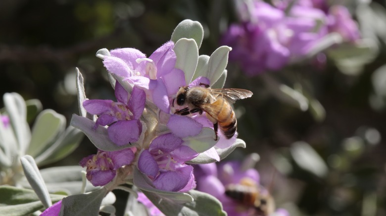 a honey bee pollinating Texas sage flowers