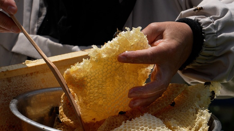 close-up of a beekeeper handling a honeycomb