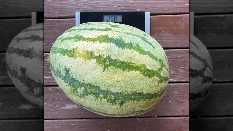 Georgia Rattlesnake watermelon