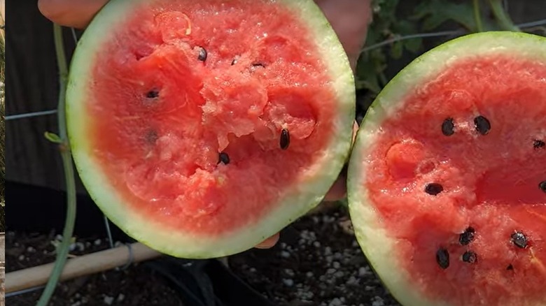 cut Little Baby Flower watermelon