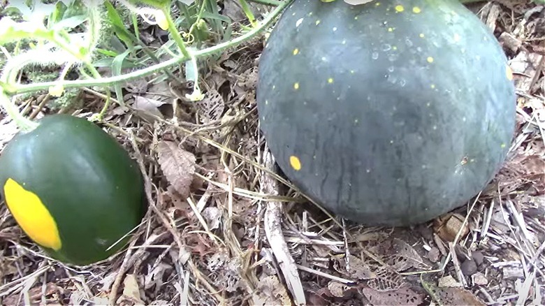 Moon and Stars watermelon on vine