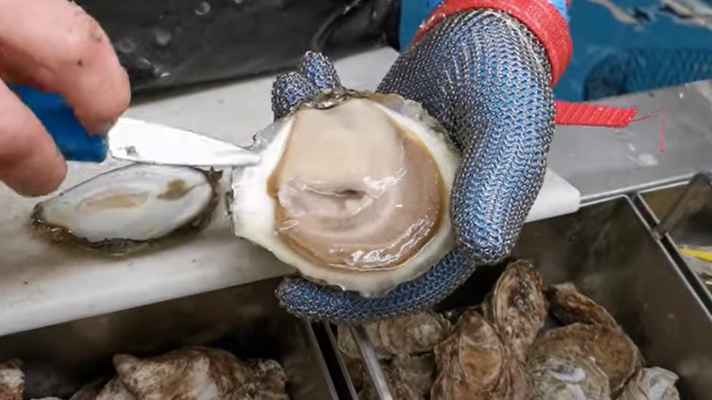 hand holding Belon oyster