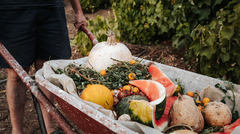 watermelon rinds with compost in wheelbarrow