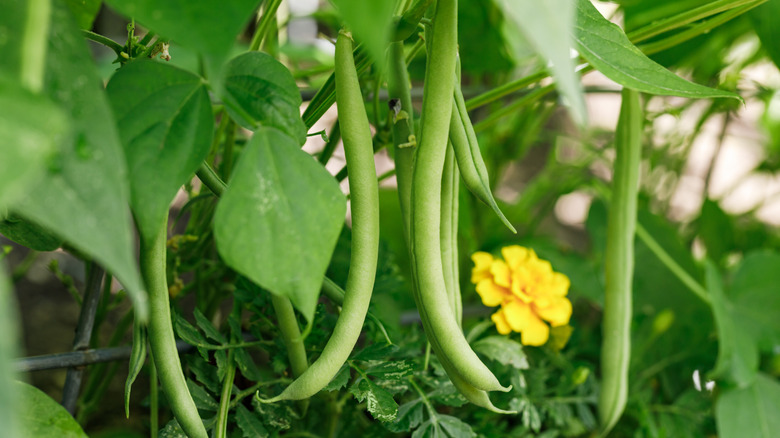 green beans growing from a plant in a garden