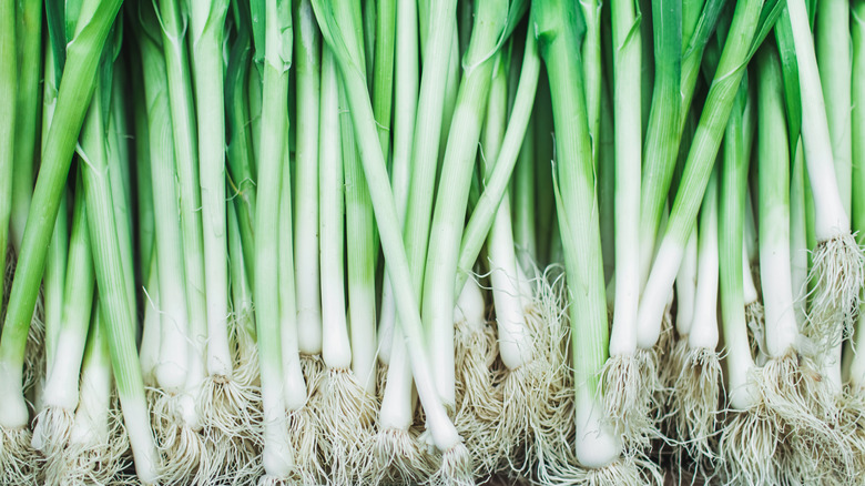 A bunch of green onions.