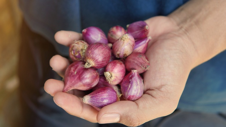 Hand holding shallots