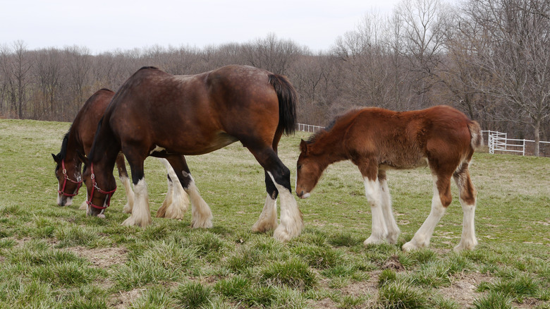 Two Clydesdale adult horses and one foal grazing in field.