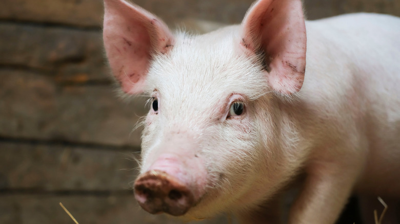 A cute pig looking straight to camera