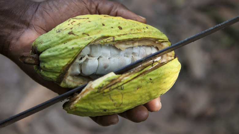 close up of someone cutting into a cacao fruit