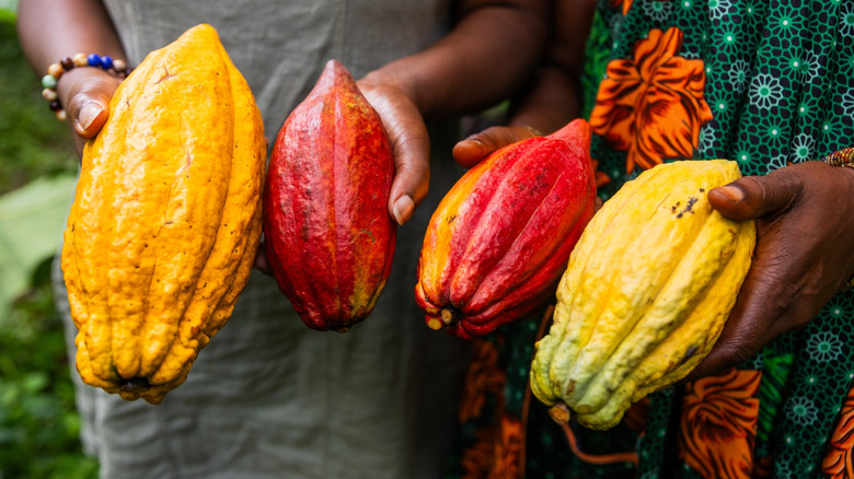 Close-up of farmers holding different varieties of cacao fruit