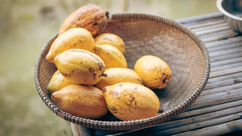 Close-up yellow cacao fruits on handmade bamboo basket and outdoor bamboo table