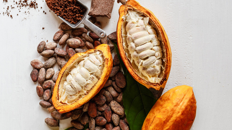 Top-down view of opened cacao pods with cacao fruit and brown cocoa powder