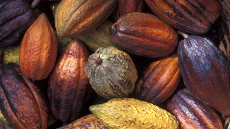 A collection of cacao pods, with colors ranging from green and yellow to bright red